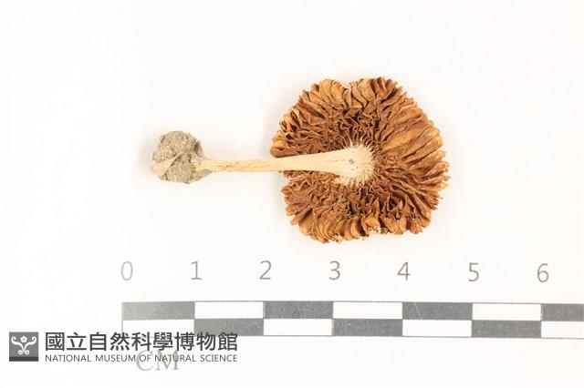 登錄號:F0036511藏品圖，第3張