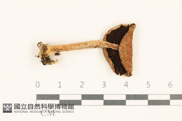 登錄號:F0037011藏品圖，第3張