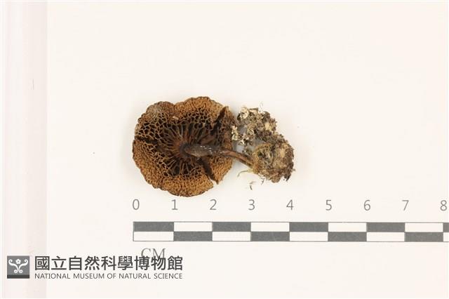 登錄號:F0037311藏品圖，第3張