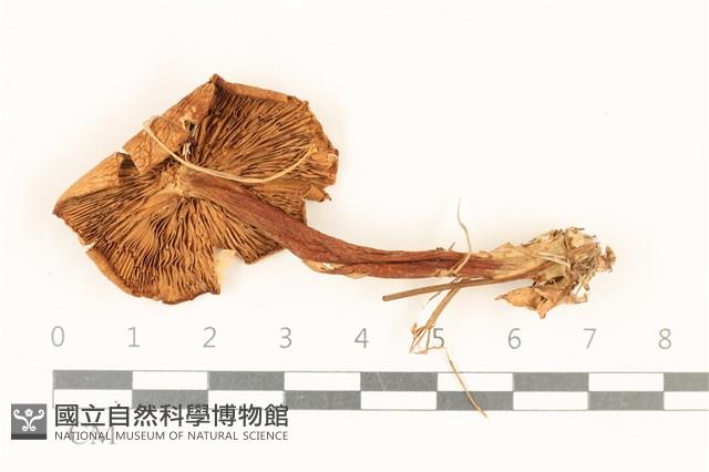 登錄號:F0037251藏品圖，第3張