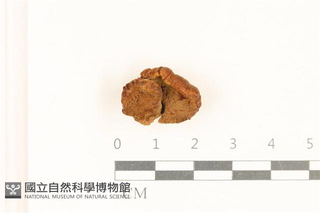 登錄號:F0018851藏品圖，第3張