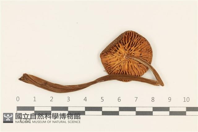 館號:F0036851藏品圖，第3張