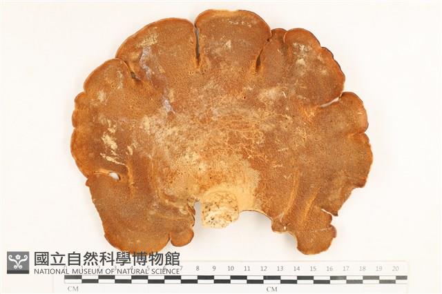 登錄號:F0037651藏品圖，第3張
