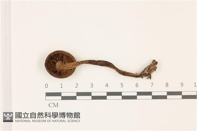登錄號:F0037451藏品圖，第3張
