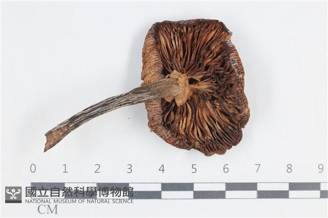 登錄號:F0038751藏品圖，第3張