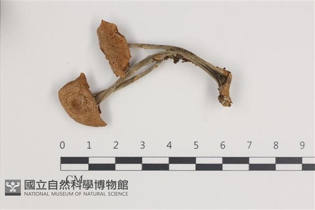 登錄號:F0035751藏品圖，第2張