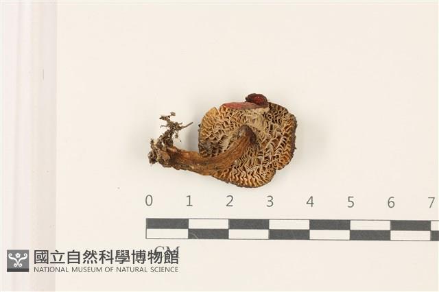 登錄號:F0037551藏品圖，第3張