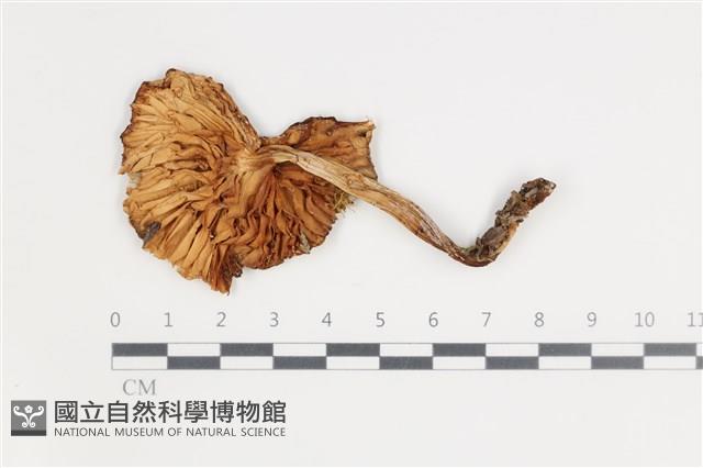 登錄號:F0035551藏品圖，第3張