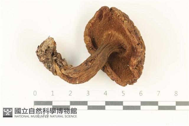 登錄號:F0038051藏品圖，第3張