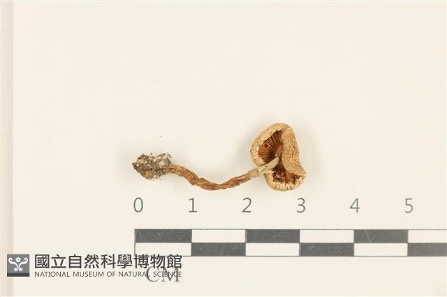 登錄號:F0037051藏品圖，第3張