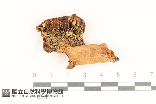 登錄號:F0036941藏品圖，第3張