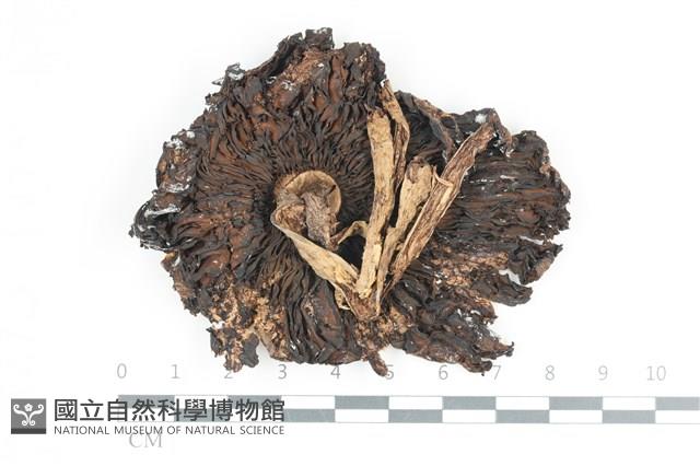 登錄號:F0036641藏品圖，第3張