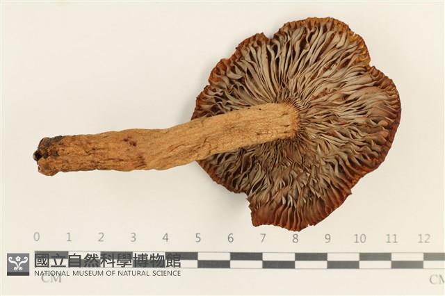 登錄號:F0037641藏品圖，第3張