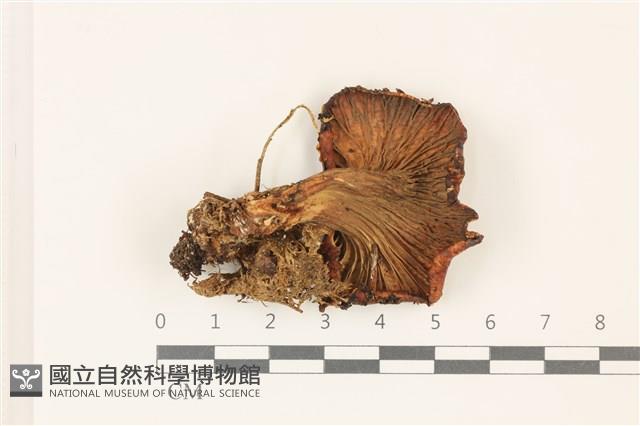 登錄號:F0037441藏品圖，第3張