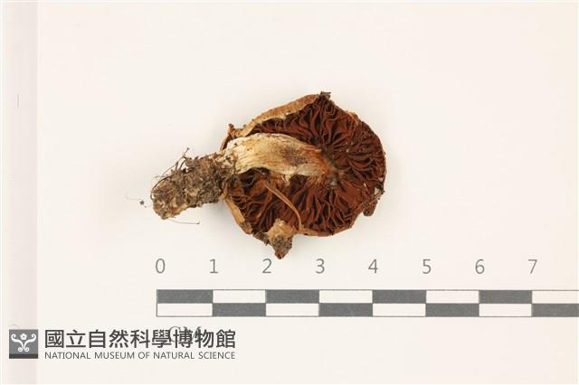 登錄號:F0037541藏品圖，第3張