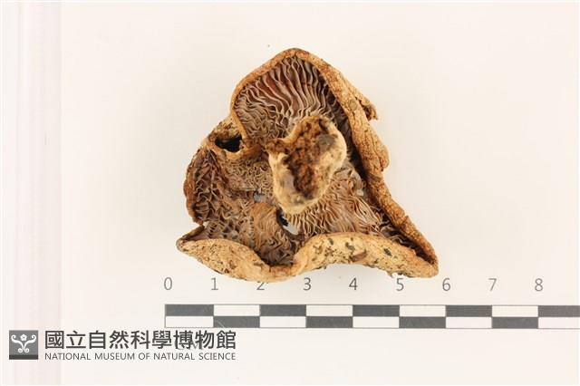 登錄號:F0037341藏品圖，第3張