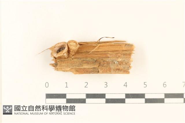 登錄號:F0037291藏品圖，第3張