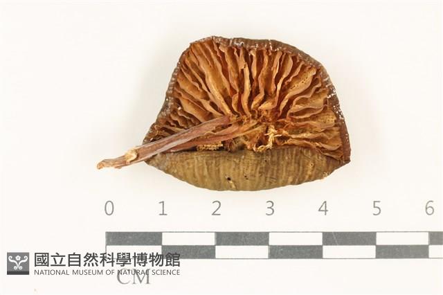 小皮傘屬藏品圖，第3張