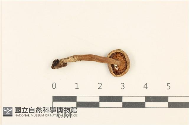 登錄號:F0036991藏品圖，第3張