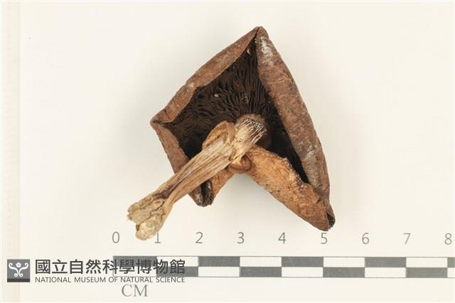 登錄號:F0037991藏品圖，第3張