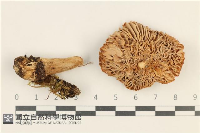紅菇屬藏品圖，第3張
