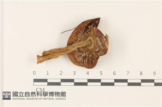 登錄號:F0037491藏品圖，第3張
