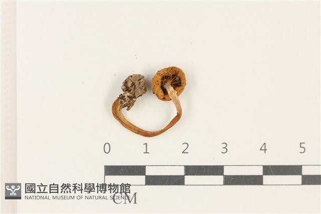 登錄號:F0037791藏品圖，第3張