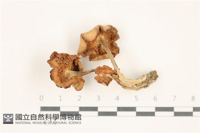 登錄號:F0037591藏品圖，第3張