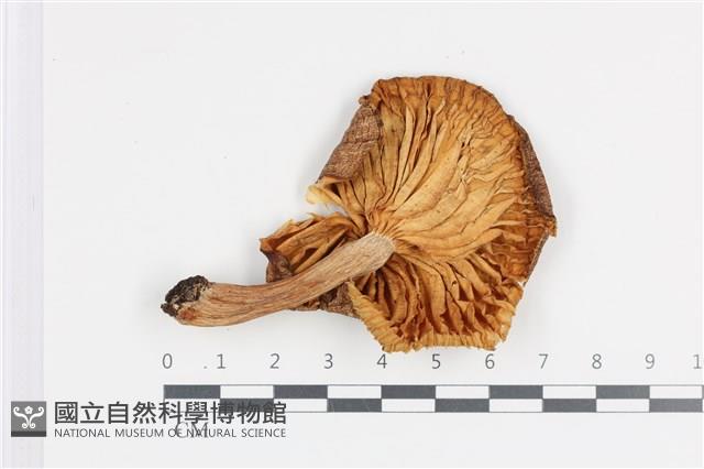 登錄號:F0036191藏品圖，第3張