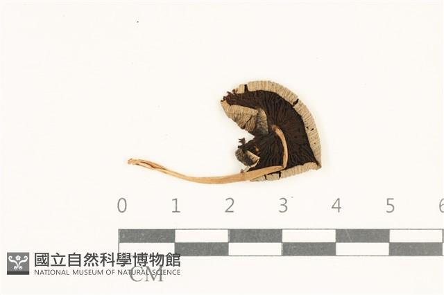 館號:F0038091藏品圖，第3張