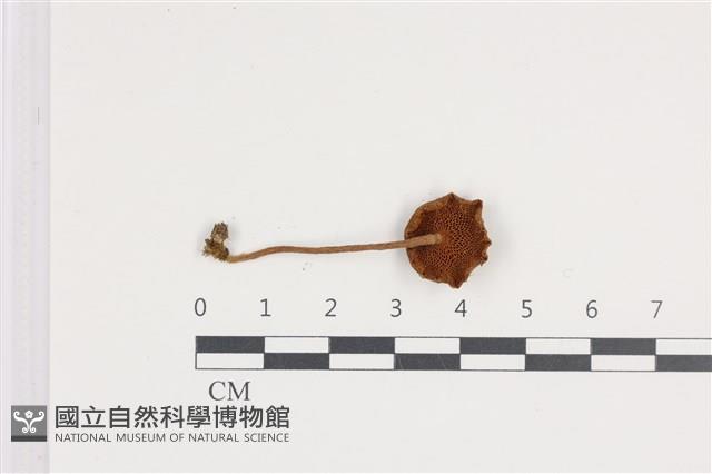 登錄號:F0036091藏品圖，第3張