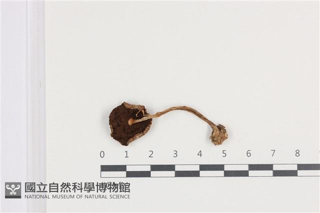 Accession Number:F0036391 Collection Image, Figure 3, Total 3 Figures