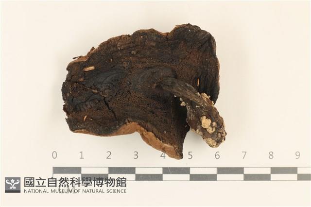 登錄號:F0037281藏品圖，第3張
