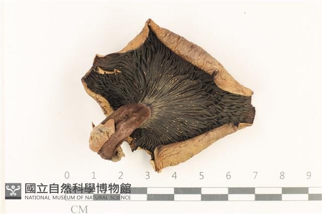 登錄號:F0037881藏品圖，第3張