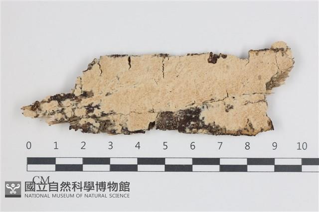 登錄號:F0035881藏品圖，第1張
