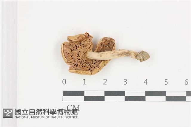 紅菇屬藏品圖，第3張