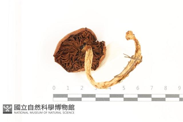 登錄號:F0037481藏品圖，第3張