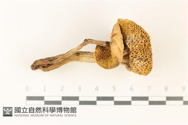 登錄號:F0037781藏品圖，第3張