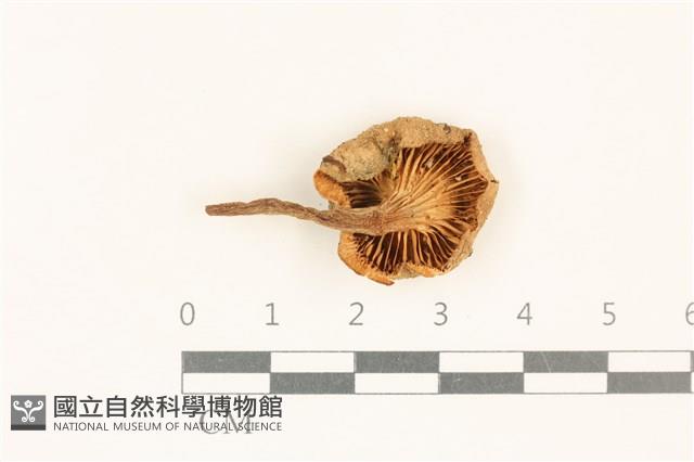 杯傘屬藏品圖，第3張