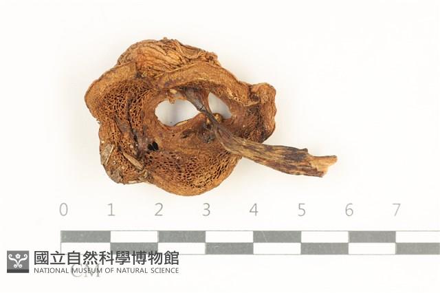 登錄號:F0038081藏品圖，第3張