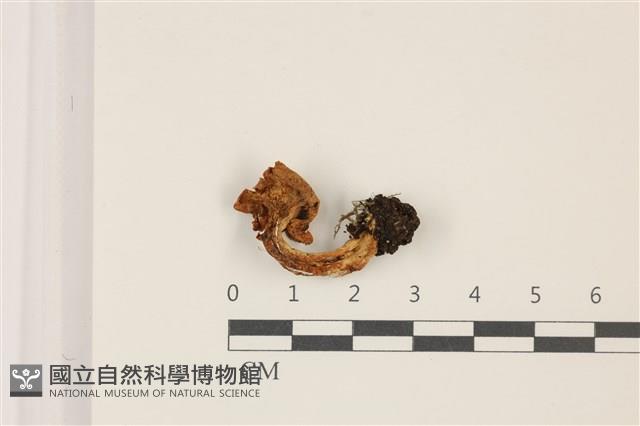 登錄號:F0037381藏品圖，第3張