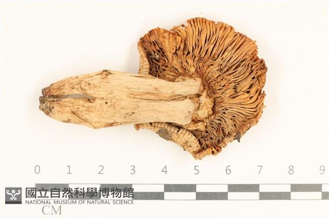 登錄號:F0037231藏品圖，第3張