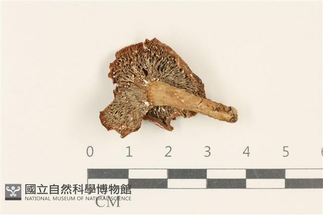 登錄號:F0036831藏品圖，第3張