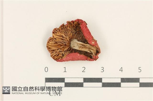 登錄號:F0037631藏品圖，第3張