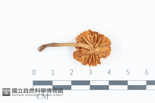 登錄號:F0039431藏品圖，第3張