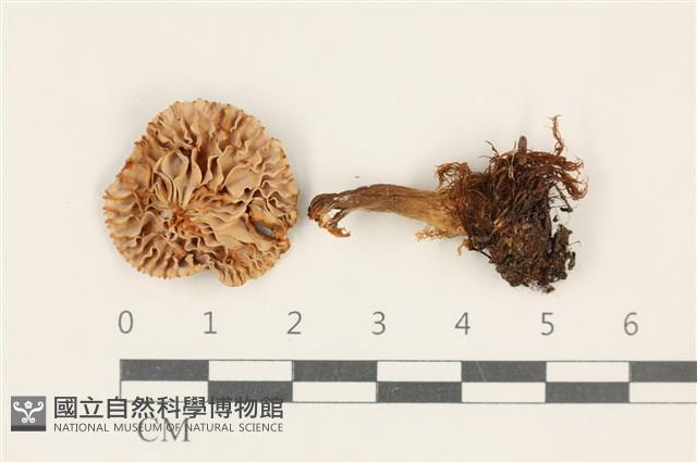 登錄號:F0037731藏品圖，第3張