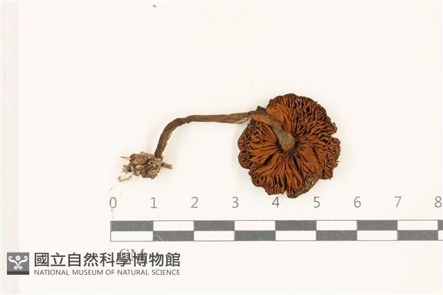 登錄號:F0037531藏品圖，第3張