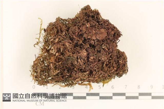 登錄號:F0037131藏品圖，第4張