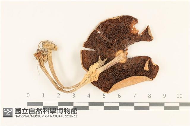 登錄號:F0036771藏品圖，第3張