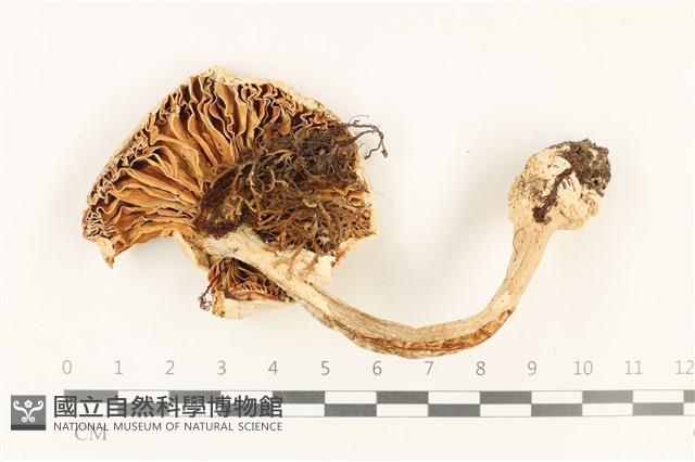 登錄號:F0037771藏品圖，第3張